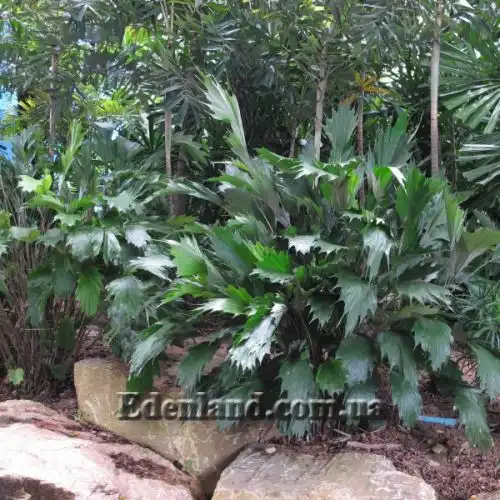 Изображение Аренга хвостатая  - Arenga caudata