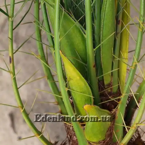 Зображення Фінік Робелена - Phoenix roebelenii