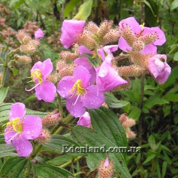Изображение Осбекия звездчатая  - Osbeckia stellata