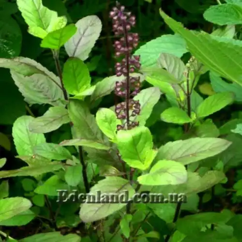 Зображення Базилік священний - Ocimum sanctum