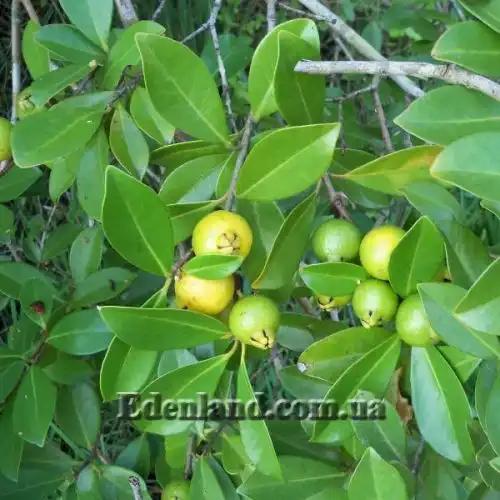 Изображение Псидиум Кэттли блестящий  - Psidium cattleianum lucidum 