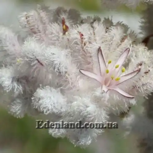 Изображение Ланария мохнатая - Lanaria lanata