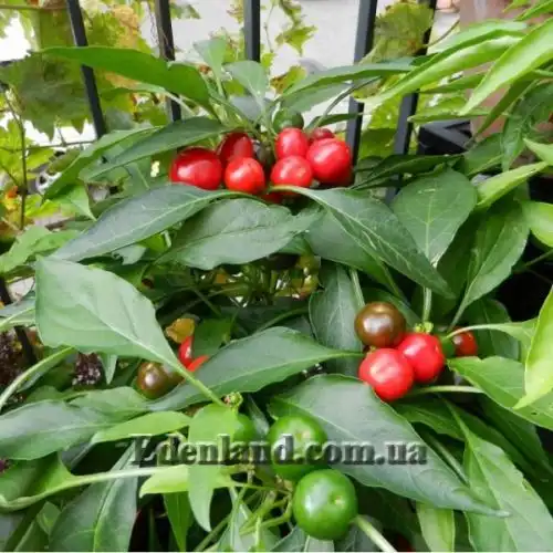 Изображение Перец Поцелуй Сатаны - Satans Kiss Pepper