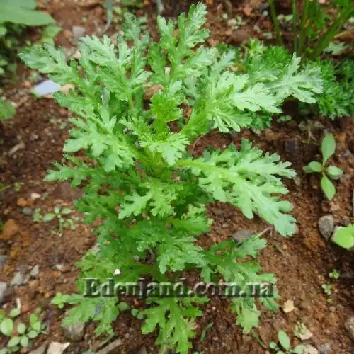 Зображення Хризантема увінчана або овочева - Chrysanthemum coronarium