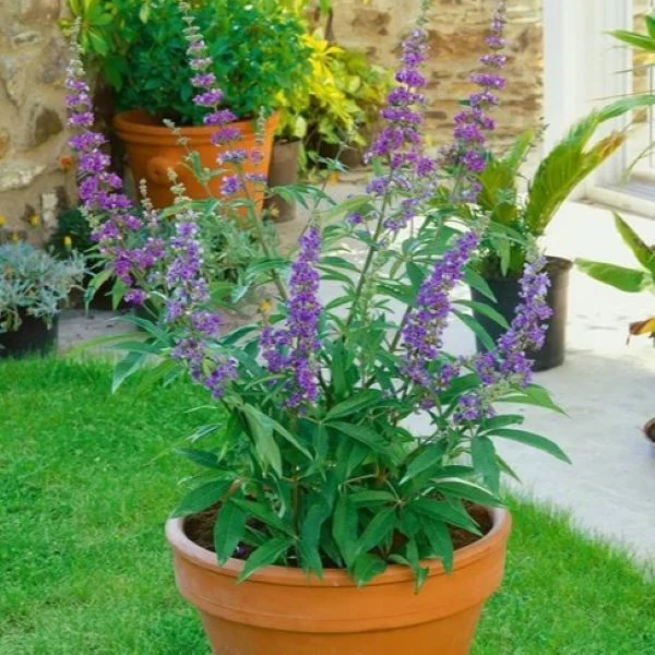 Изображение Витекс священный  - Vitex agnus - castus