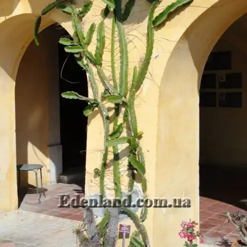 Зображення Гілоцереус великоквітковий - Hylocereus megalanthus 