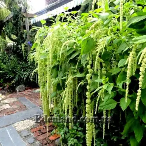 Амарант хвостатый белый - Amaranthus caudatus var.albiflorus