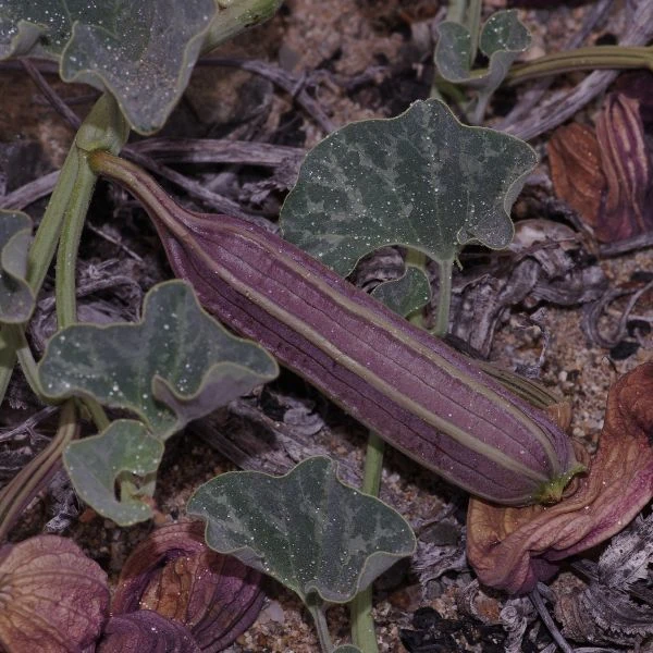 Зображення Хвилівник (Аристолохія) чилійський - Aristolochia chilensis 