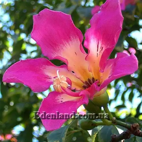 Хорізія (Чорисія) чудова - Chorisia speciosa