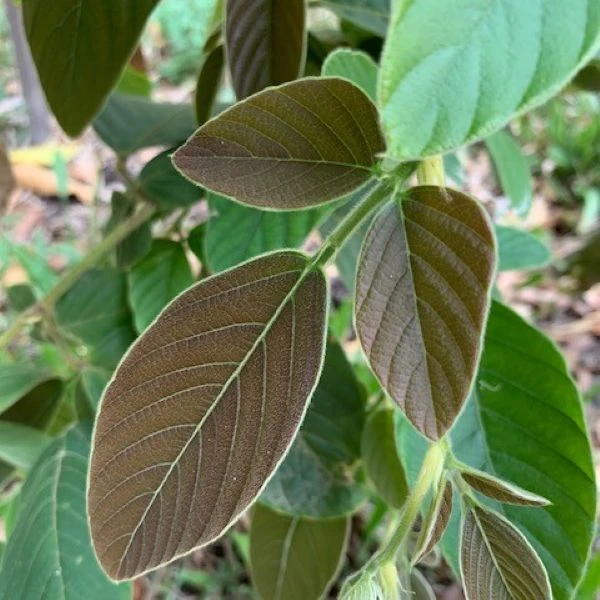 Зображення Філлодій гарний - Phyllodium pulchellum 