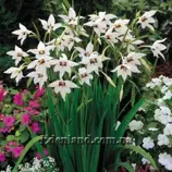 Изображение Ацидантера двухцветная - Acidanthera bicolor