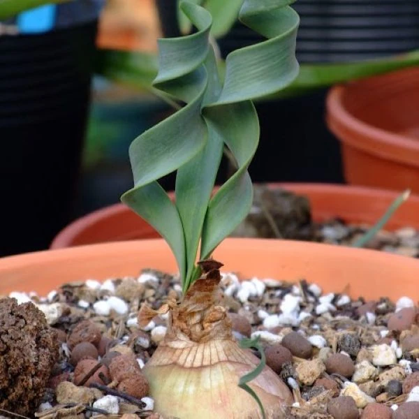 Изображение Циртантус Смита  - Cyrtanthus smithiae