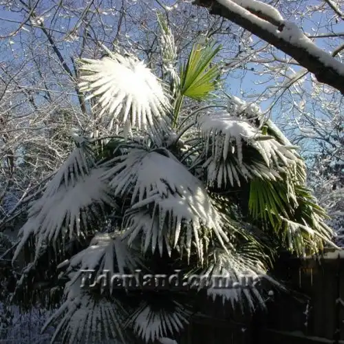 Изображение Трахикарпус Форчуна - Trachycarpus fortunei