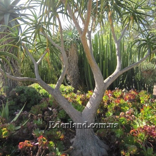 Зображення рослина у садку 