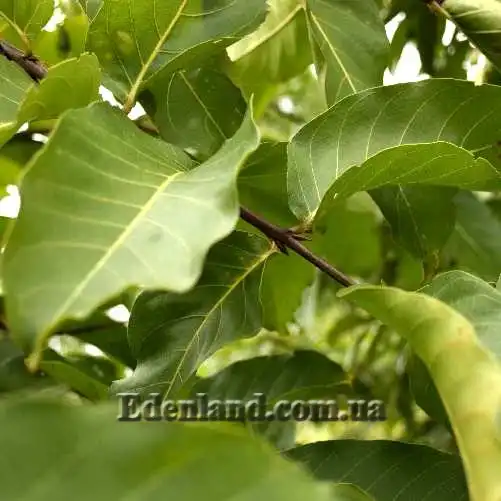 Изображение листья