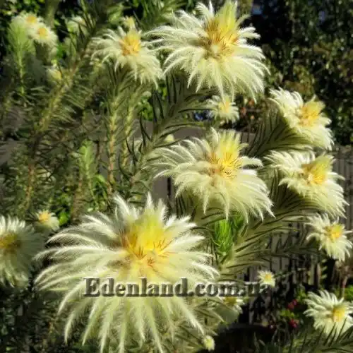 Изображение Филика пернатая - Phylica plumose 