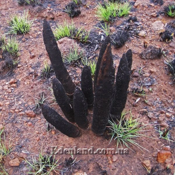 Зображення Ксерофіта сітчастожильчаста - Xerophyta retinervis