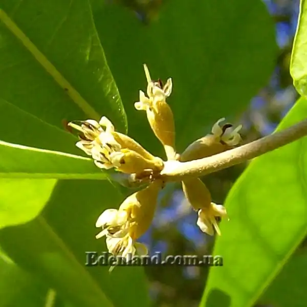 Изображение цветы