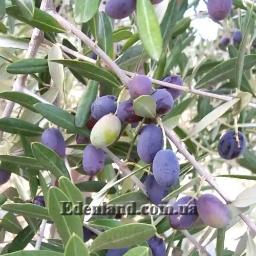 Зображення стигнучі плоди