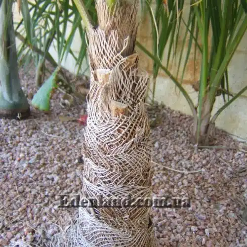 Изображение Коккотринакс борхидиана - Coccothrinax borhidiana