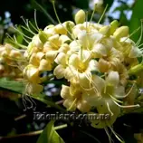 Изображение Фагрея душистая - Fagraea fragrans