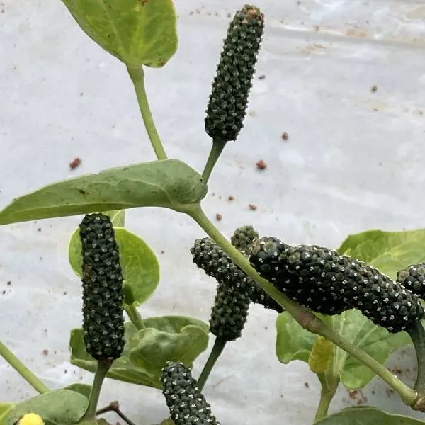 Изображение созревшие плоды