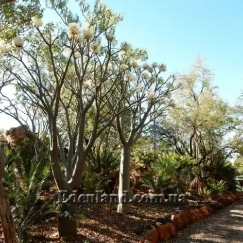 Изображение Пахиподиум Рутенберга - Pachypodium rutenbergianum 