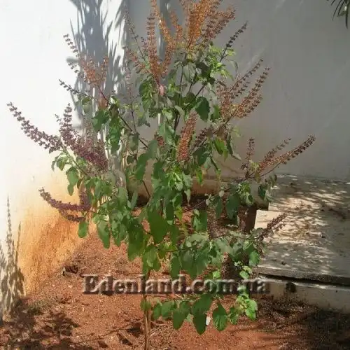 Зображення Базилік священний - Ocimum sanctum