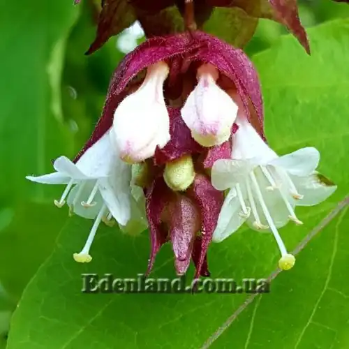 Изображение Лейцестерия красивая - Leycesteria formosa