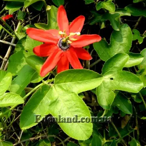 Зображення Пасифлора рукавчаста - Passiflora manicata