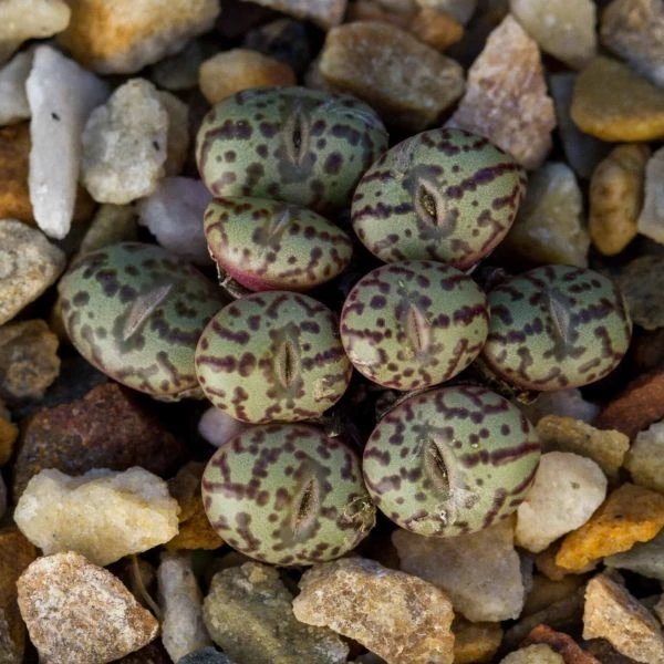 Изображение Конофитум обратносердцевидный  - Conophytum obcordellum