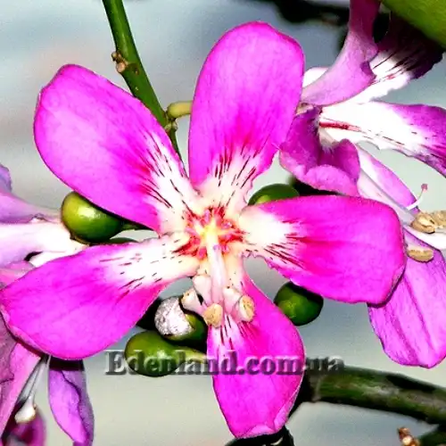 Зображення квітка