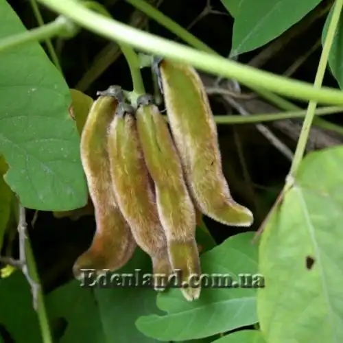 Изображение Мукуна жгучая - Mucuna pruriens