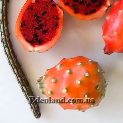 Изображение Пениоцереус полосатый - Peniocereus striatus