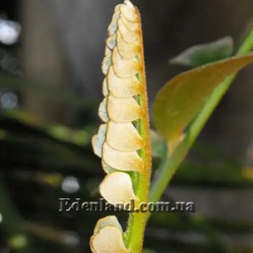 Изображение Замия шершавая - Zamia furfuracea 