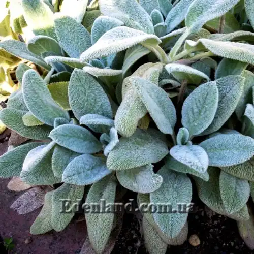 Изображение Стахис византийский - Stachys byzantina