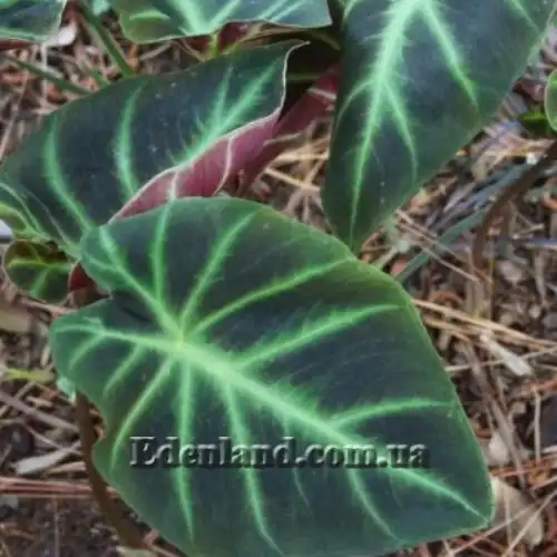 Изображение Ремусатия карликовая - Remusatia pumila