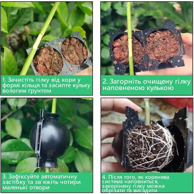 Изображение Контейнер для укоренения растений 