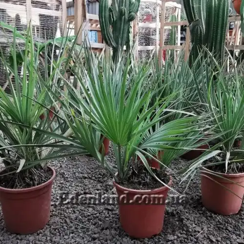 Изображение Наноропс Ритчи - Nannorrhops ritchiana