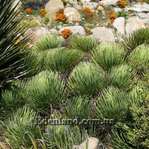 Изображение Агава полосатая - Agave striata 