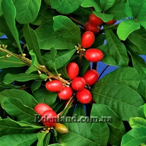 Изображение созревающие плоды и бутоны