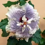 Изображение Гибискус - Millenium Superstar