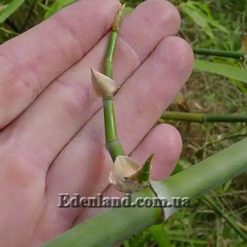 Изображение шипы