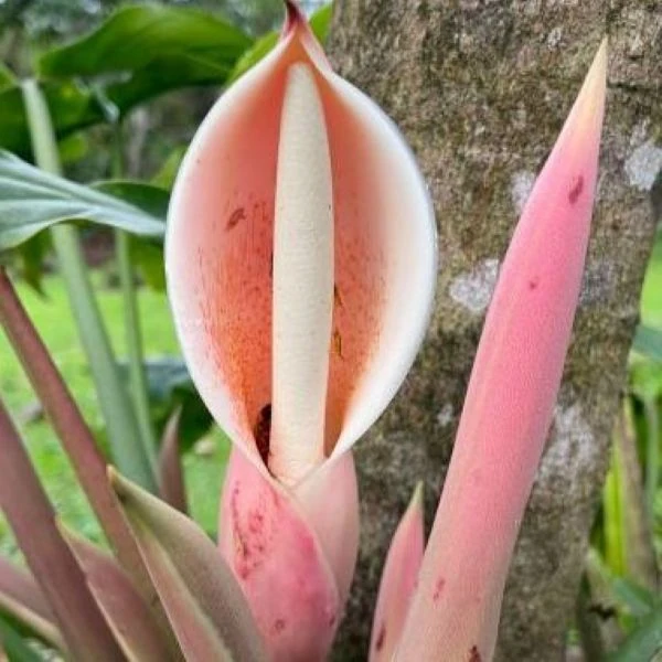 Изображение Филодендрон узколопастный   - Philodendron angustilobum