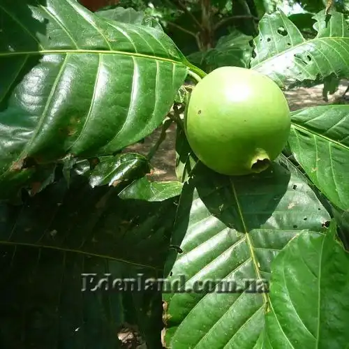 Изображение Бороджо Патиньо - Borojoa patinoi