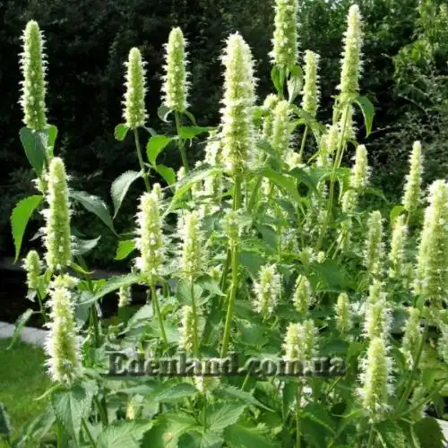 Изображение Агастахис морщинистый  - Agastache rugosa