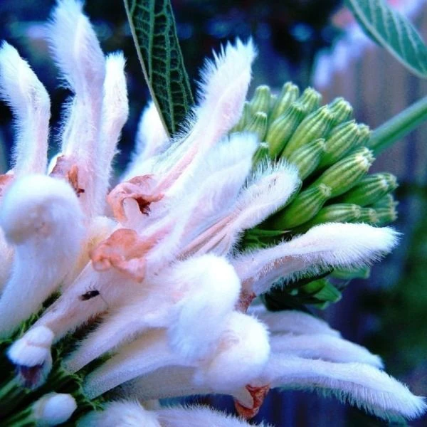 Зображення Леонотіс леонурус білоквітковий - Leonotis leonurus Alba