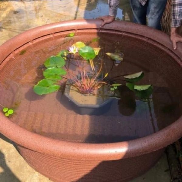 Зображення Німфея (Латаття) опушена рожева - Nymphaea pubescens 'Pink' 