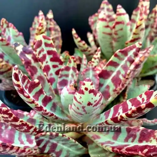 Изображение Каланхоэ приземистое - Kalanchoe humilis 