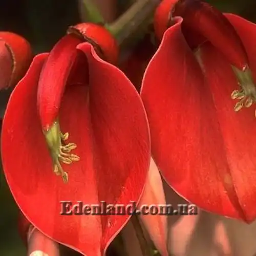 Еритрина півнячий гребінь - Erythrina crista-galli